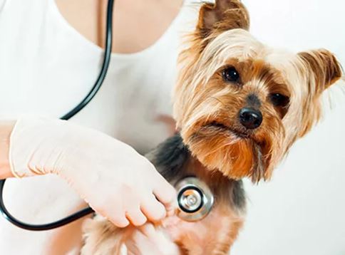 pet treatment