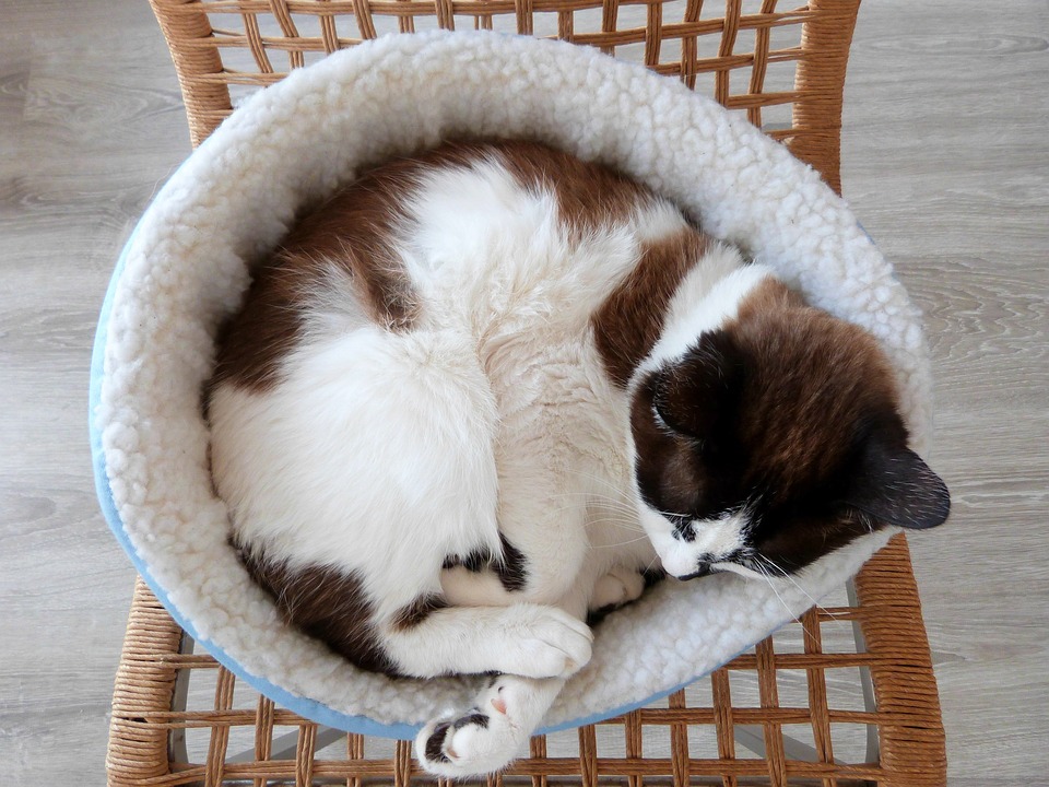 cat bed