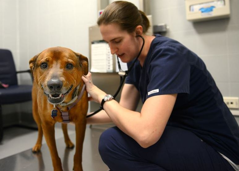 pet doctor