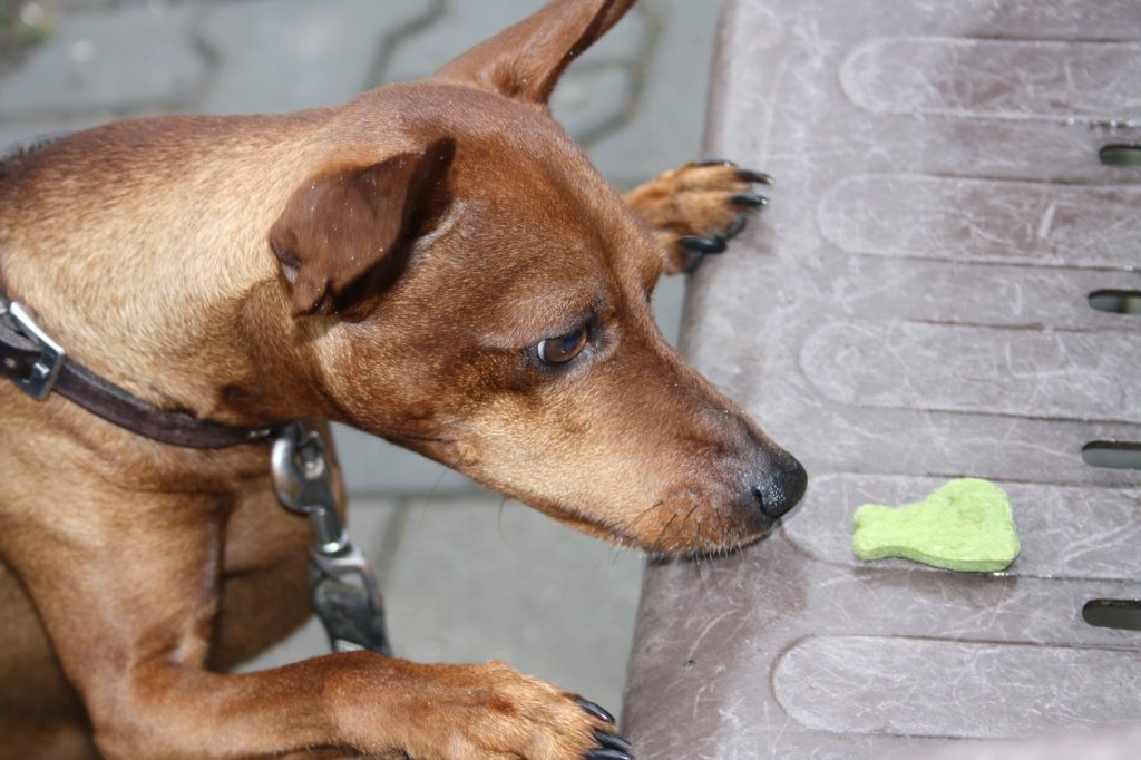 dog treat