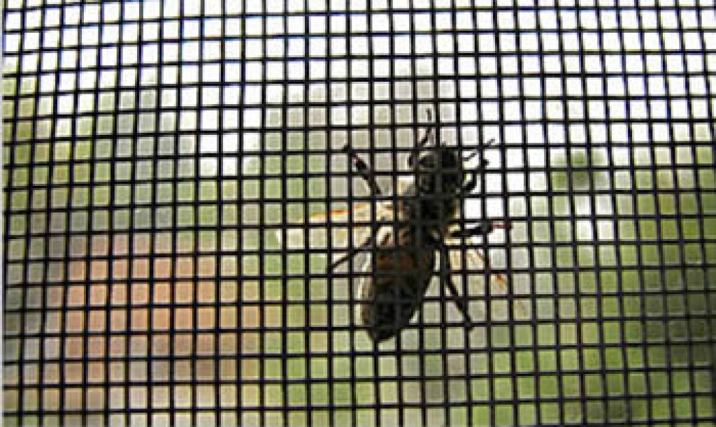 mosquitos