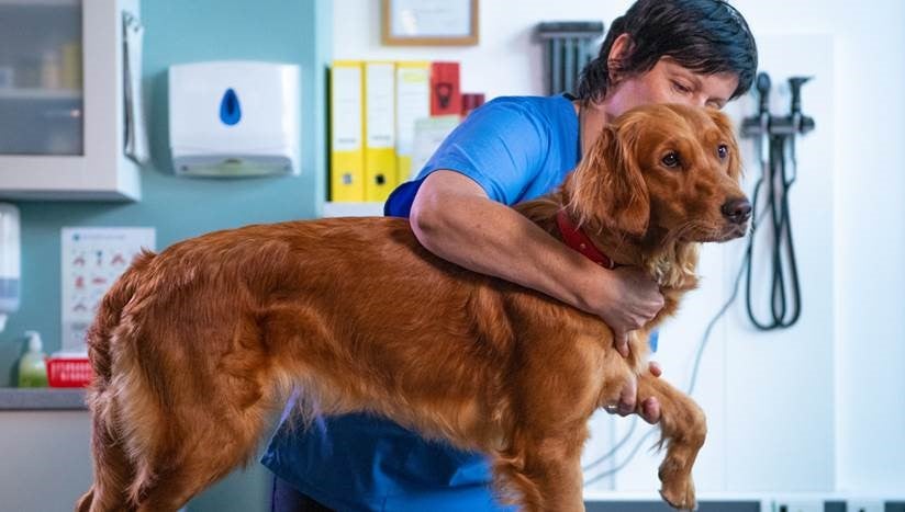 dog pain management