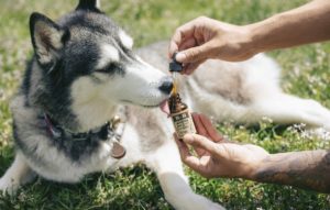 cbd for dog