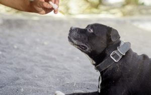 cbd drops for pet